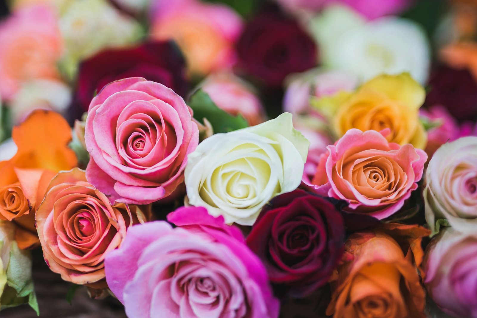 Bunch of refreshing roses in assorted colours