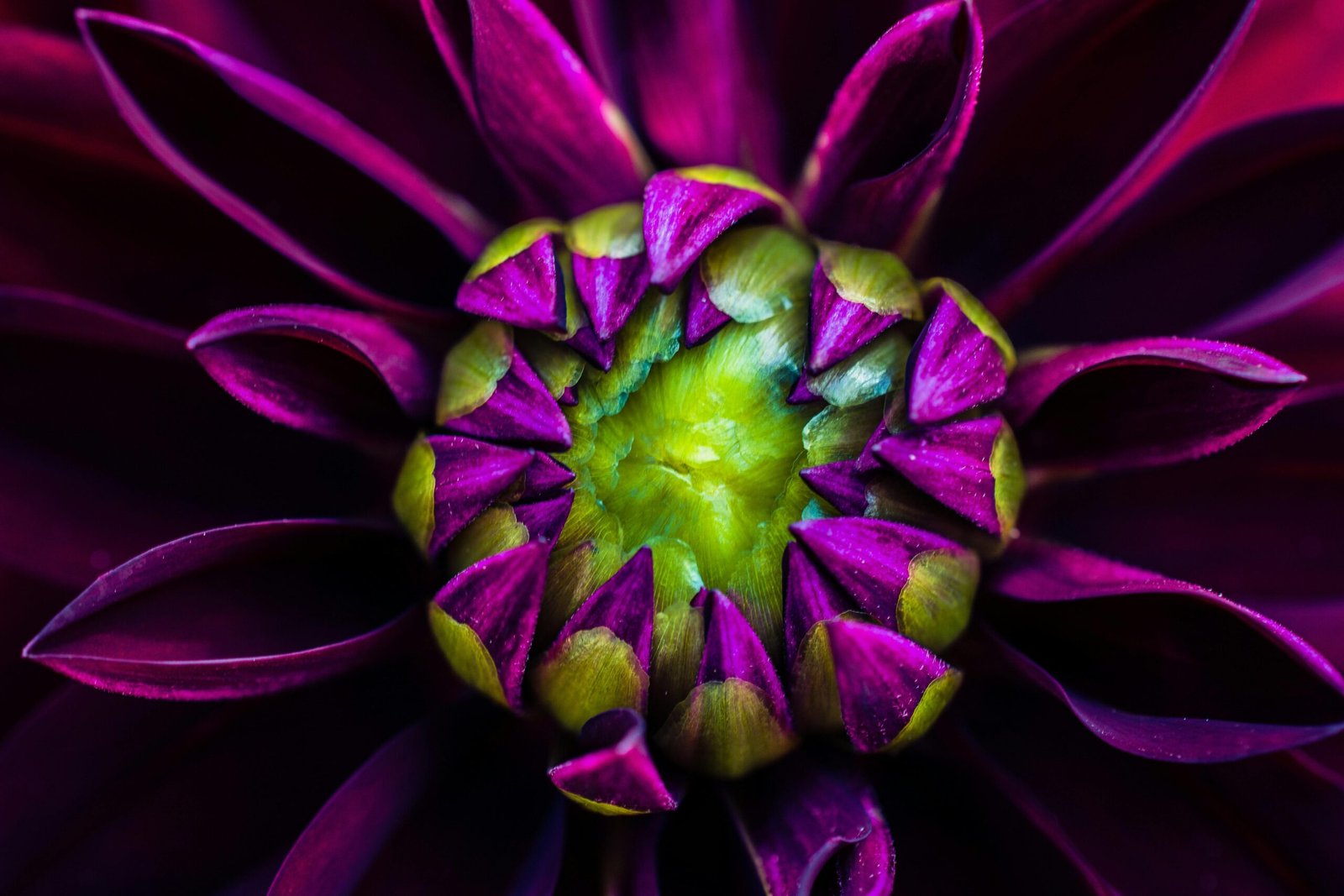 Purple dahlia flower close up