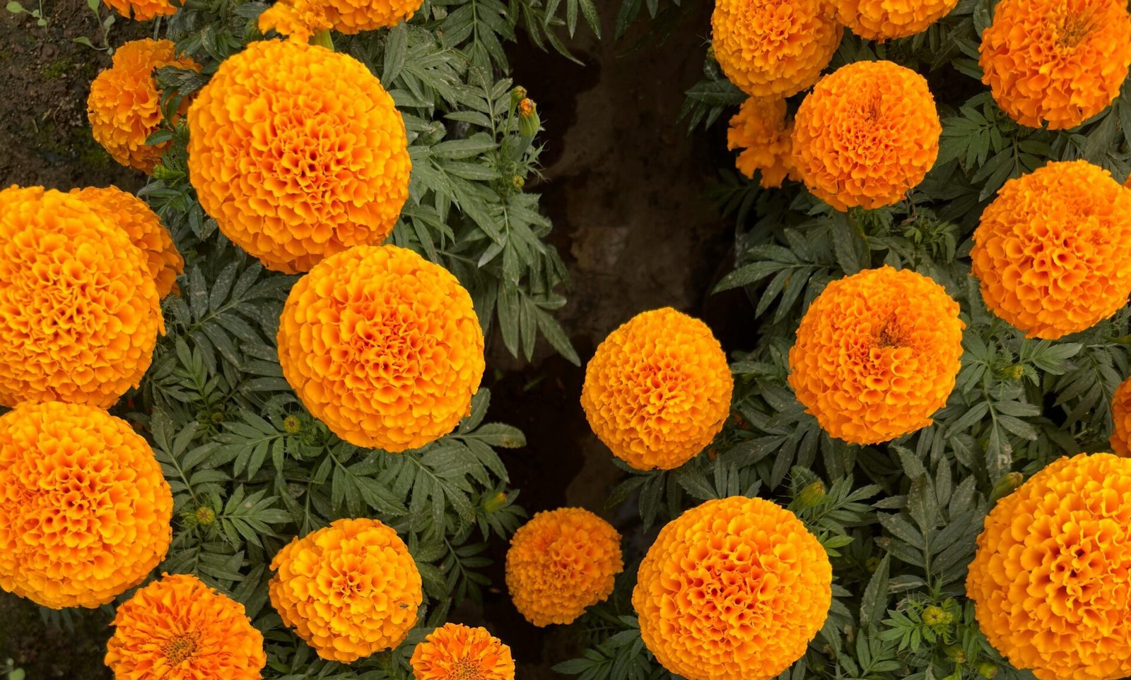 Big bright marigold flower blooming in garden