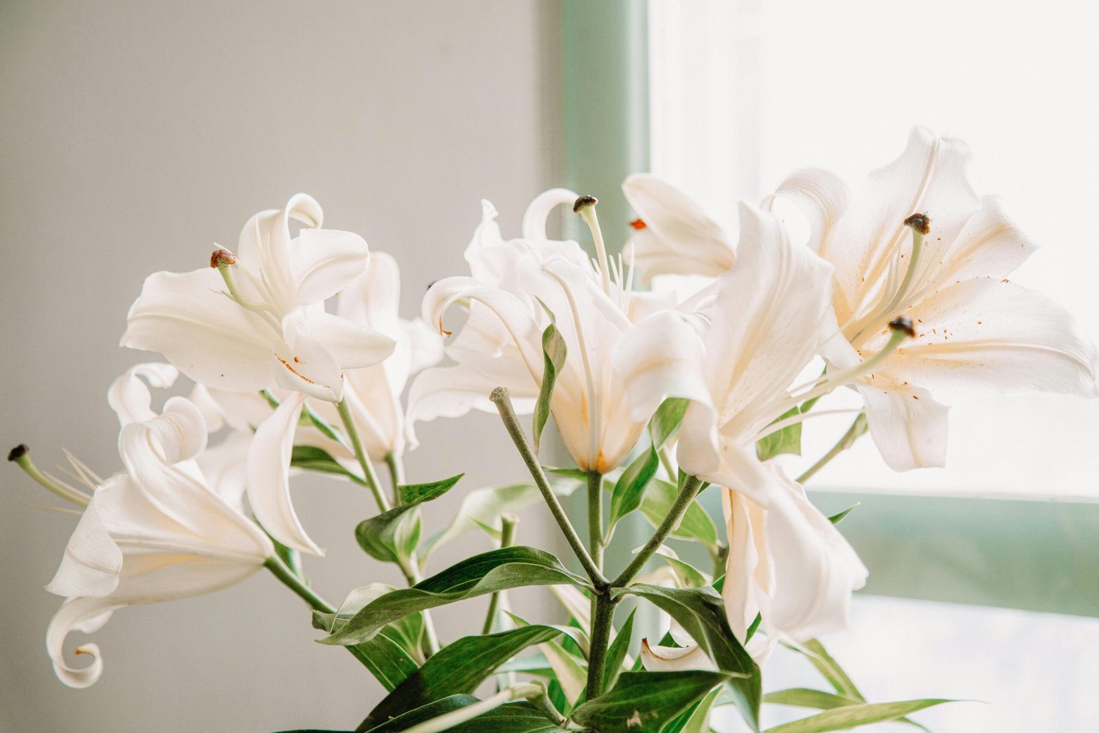 Bunch of elegant white lilies in indoor setting near the window 