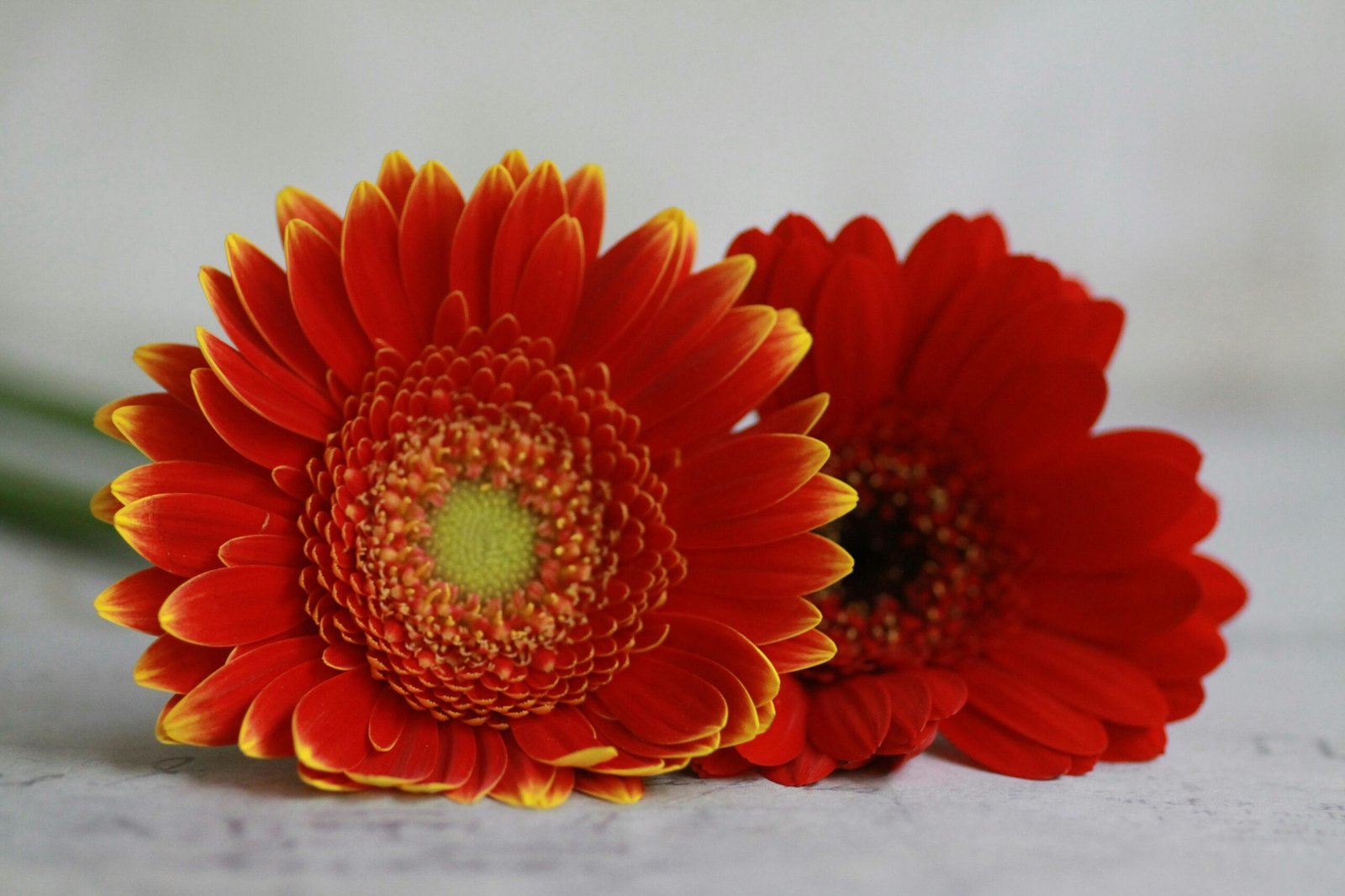 Close up of a pair of gerberas in orange and red colours