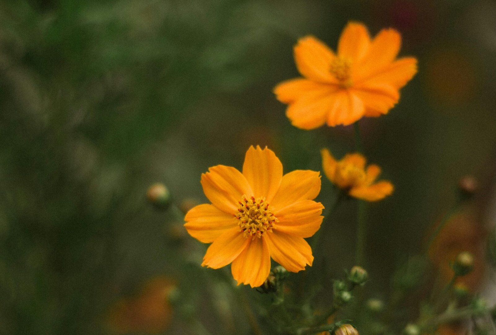 Vibrant Yellow cosmos flowers in a field