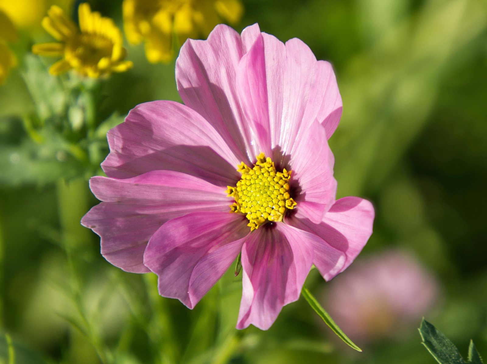 Fully bloomed pink cosmos flower close-up