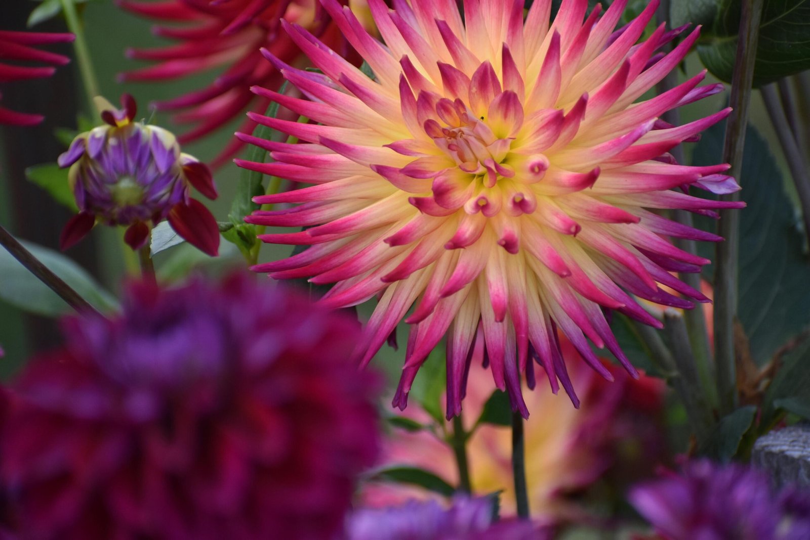 Vibrant Cactus Dahlia Flower in Yellow and Pink Ombre