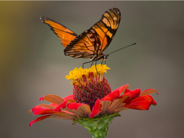 Close-up of an orange and black butterfly feeding on a vibrant red and yellow flower, highlighting pollination in nature