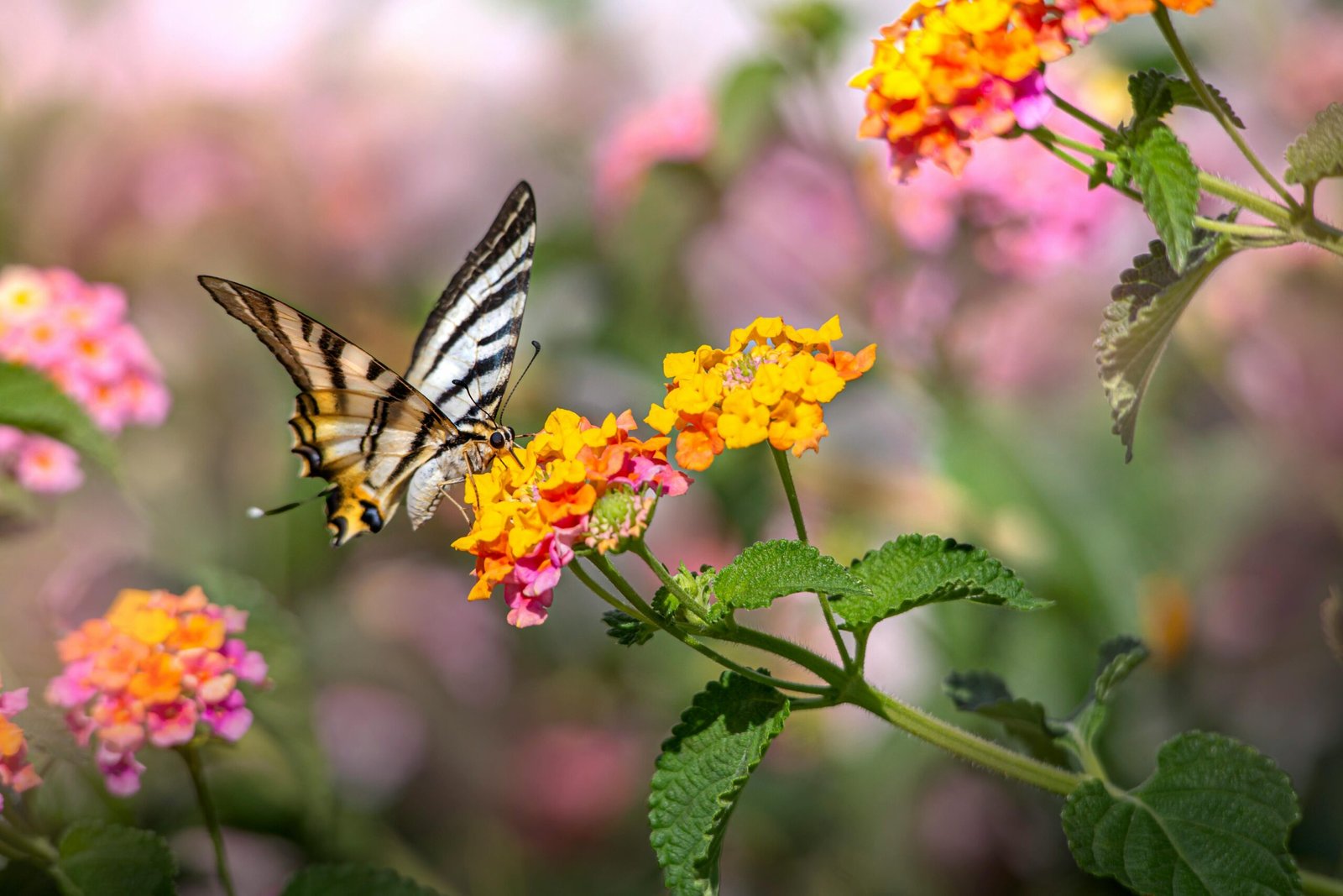 Butterfly feeding on vibrant orange and yellow lantana flowers in a colourful garden