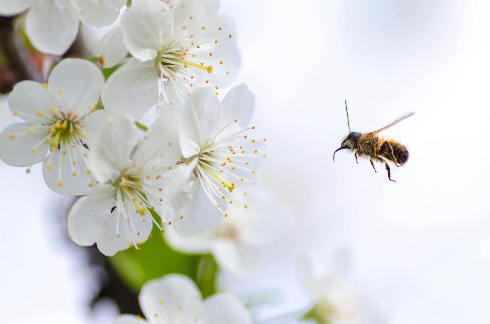 Close-up of a honeybee flying toward white flowers