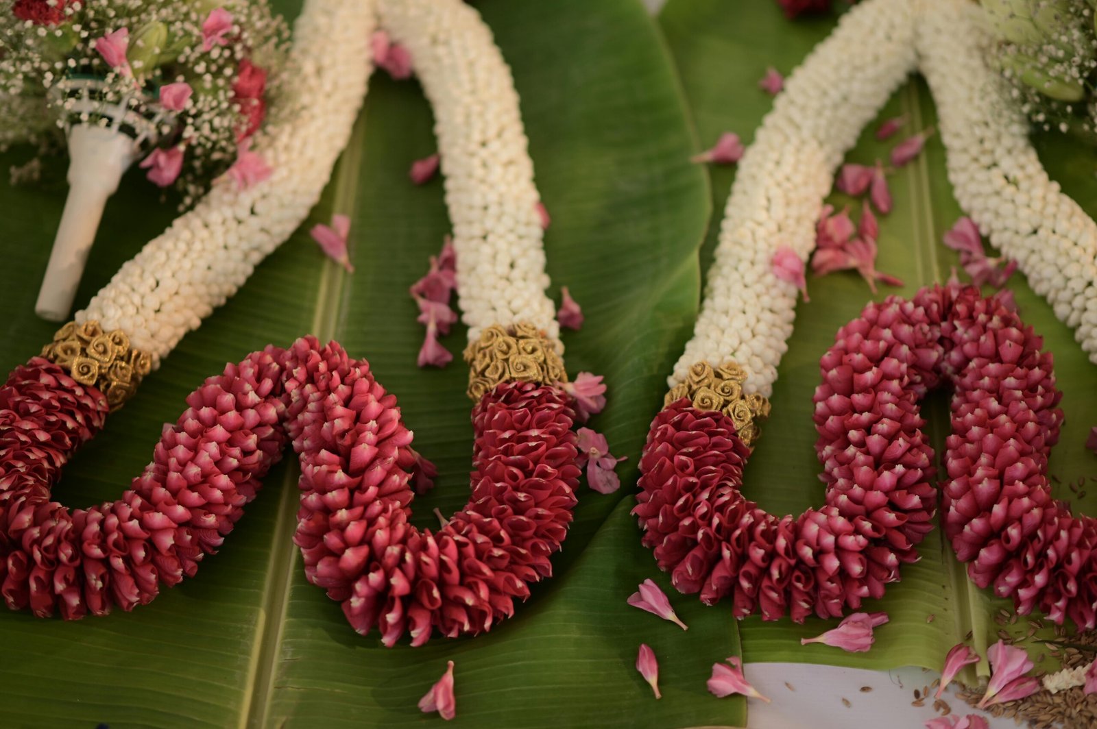 Two beautiful garlands laid on a banana leaf decorated with flower petals for wedding ceremony 