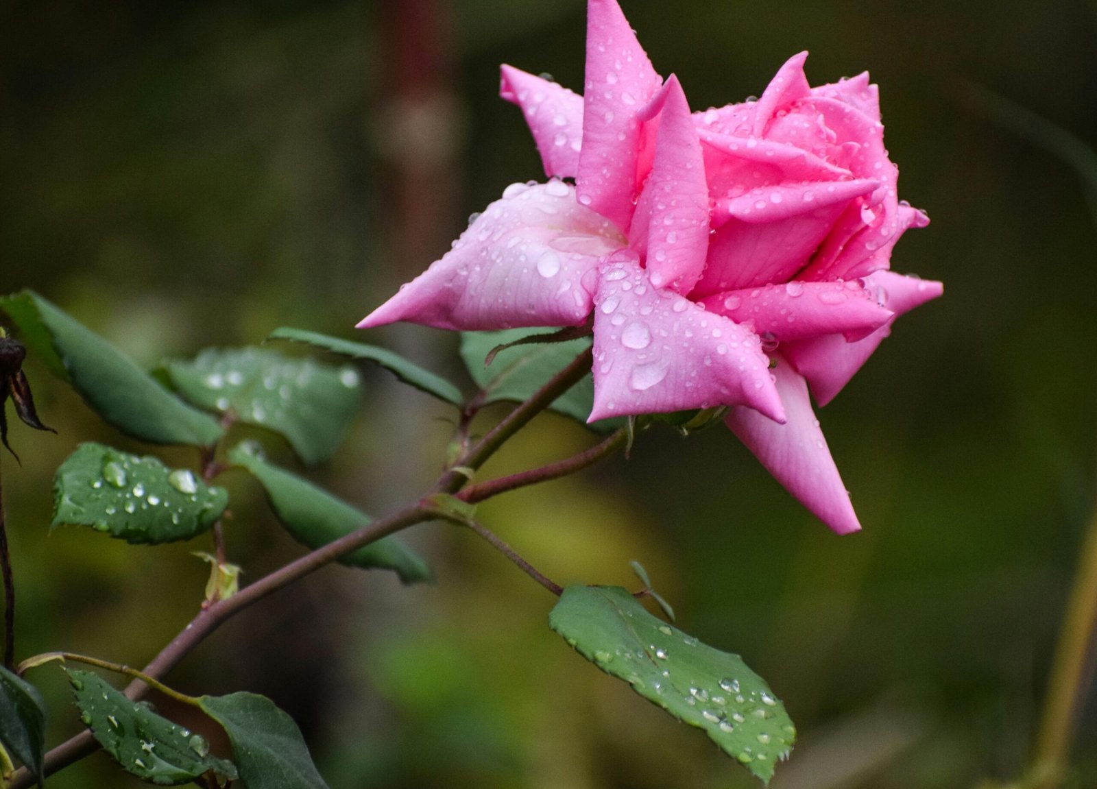 A blooming pink rose with water droplets on it