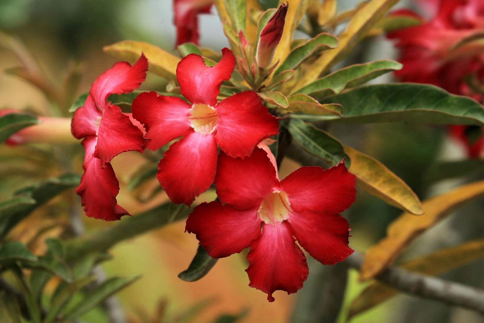 Close-up of vibrant red Adenium flowers with green and yellow leaves in the background