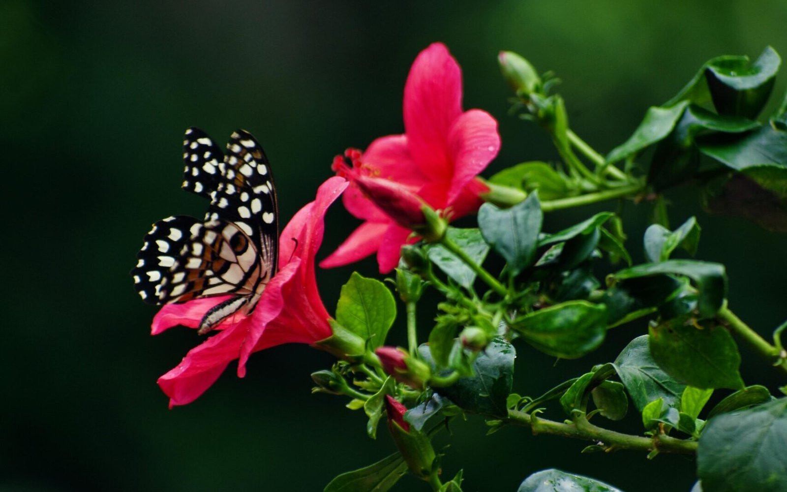 Black and white butterfly perched on a vibrant pink hibiscus flower surrounded by green foliage in a lush garden