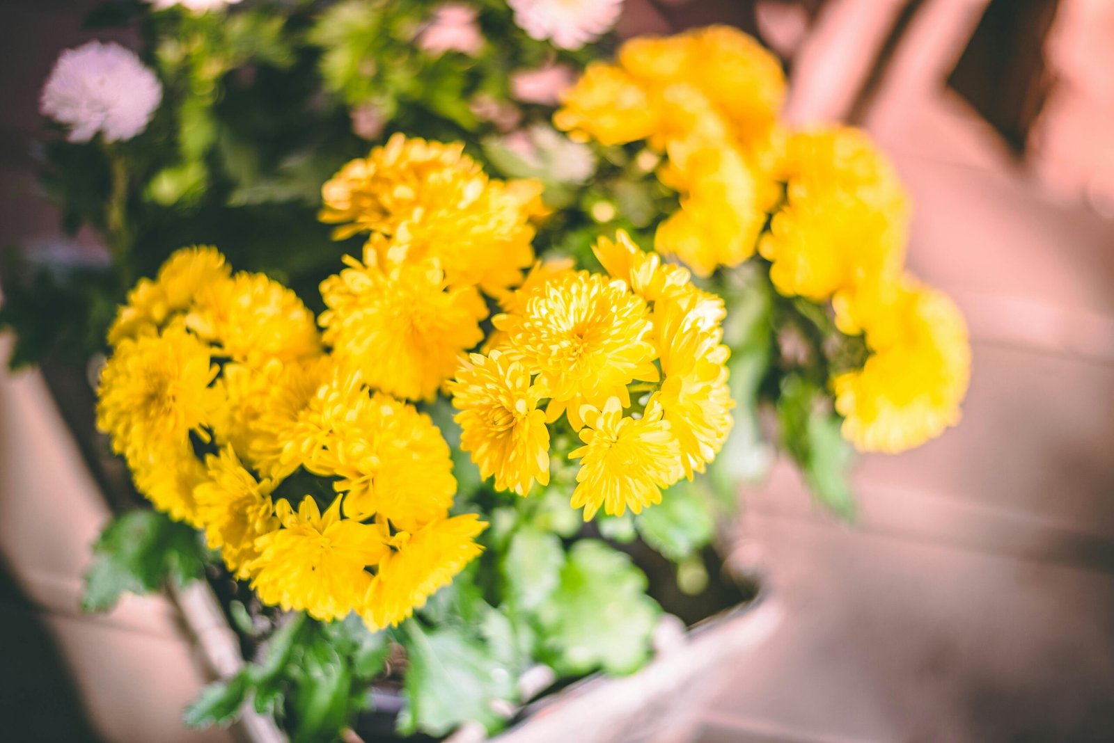 Bright yellow chrysanthemum flowers in full bloom with green leaves, captured in soft natural light