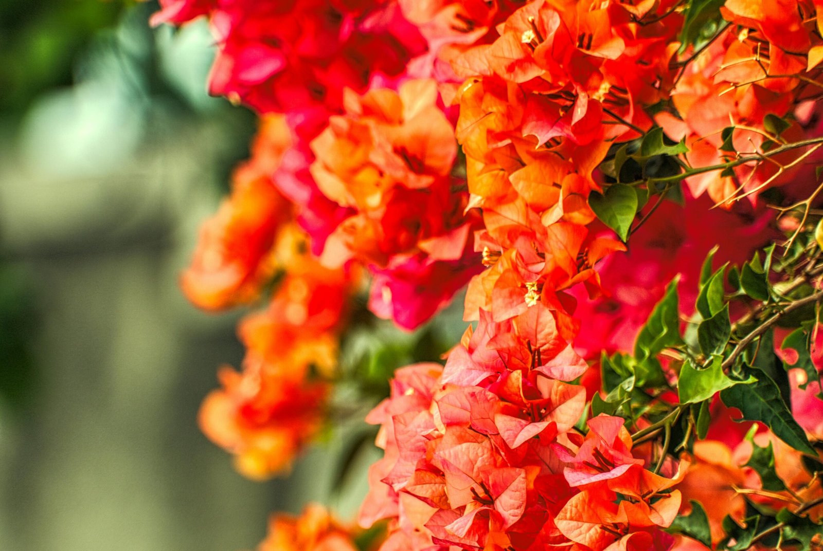 A close up picture of red and orange bougainvillea