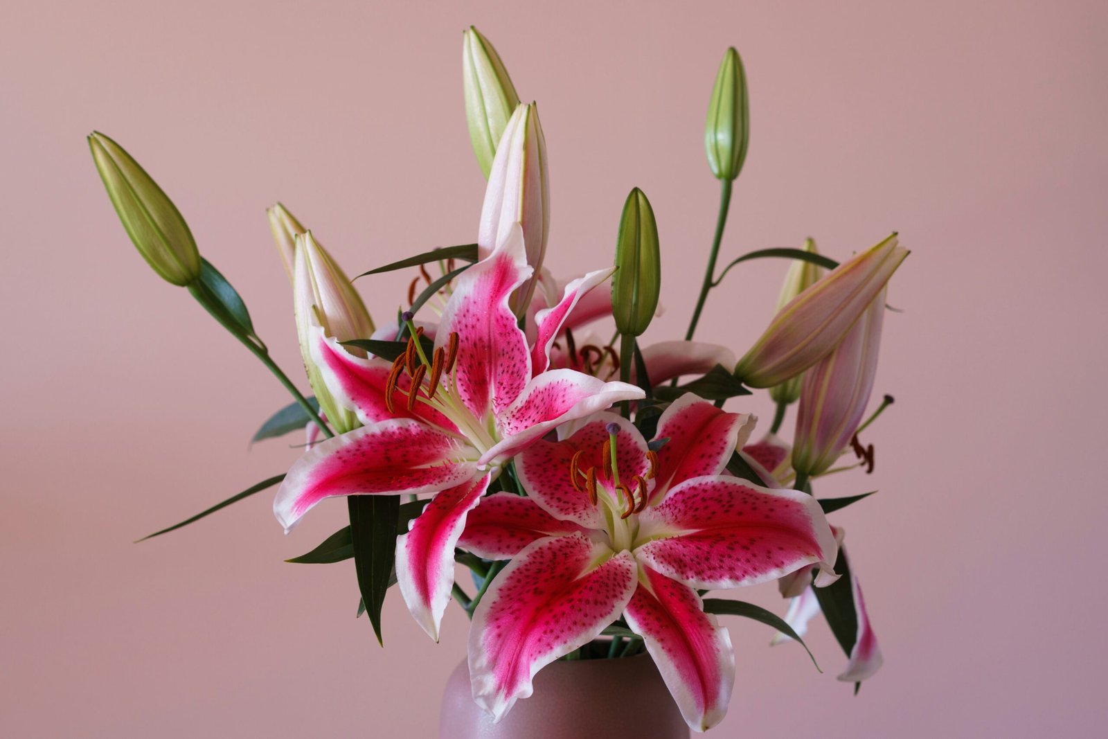 Pink and white Oriental lilies in bloom with closed buds in a vase against a soft pink background