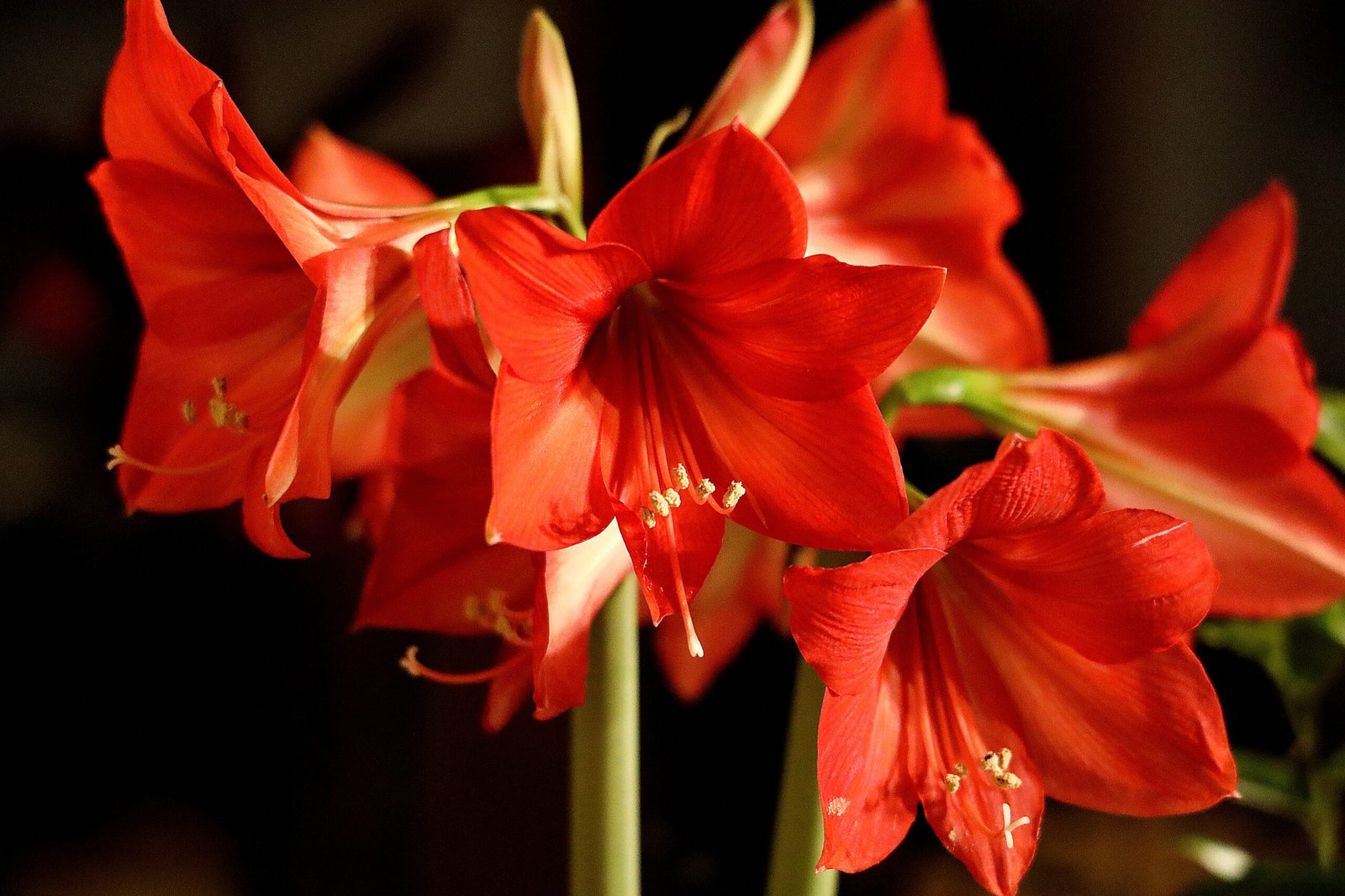 Close-up of vibrant red amaryllis flowers in full bloom with soft lighting and dark background