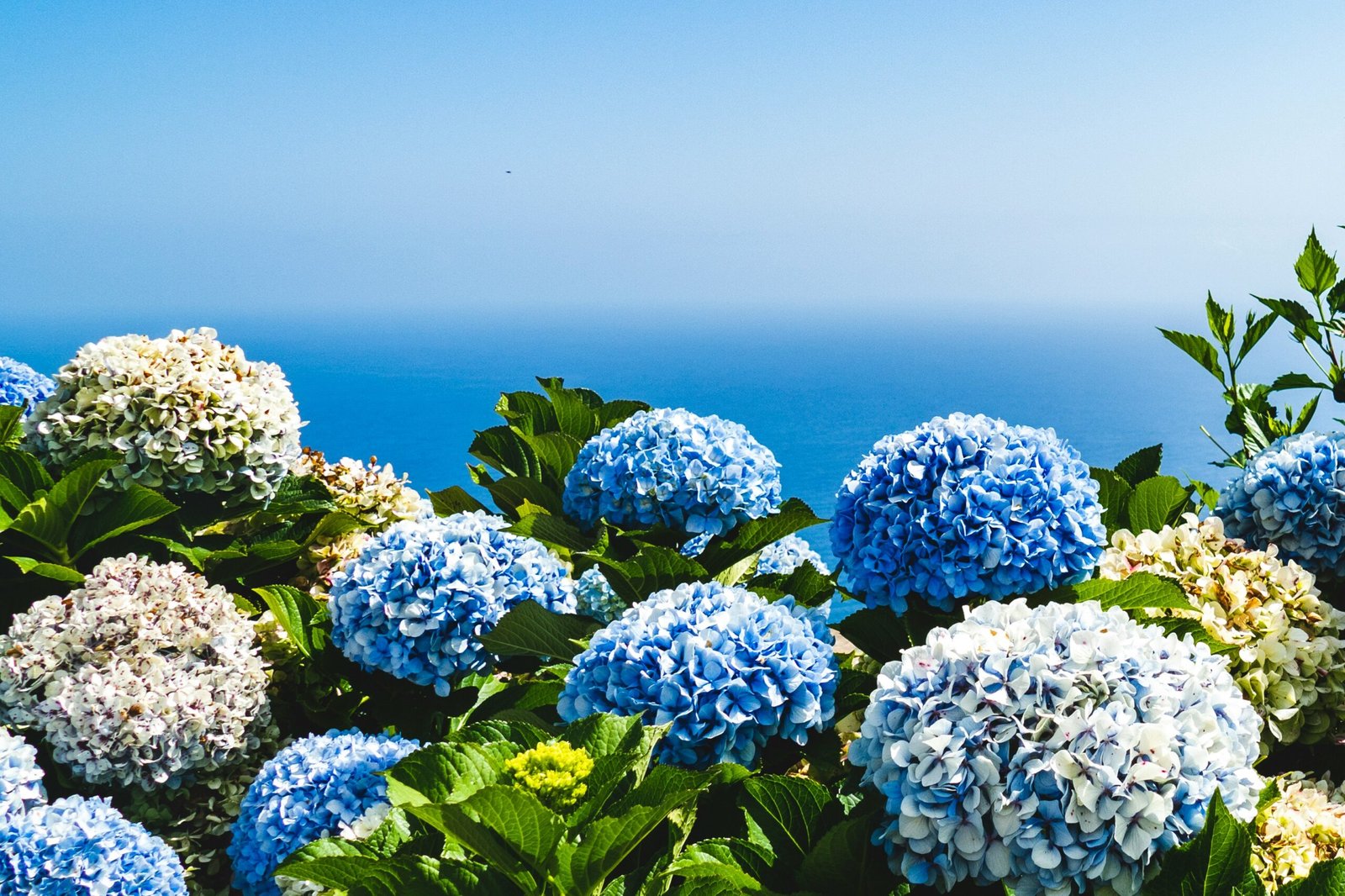 Vibrant blue and pale hydrangea flowers blooming along a coastal garden
