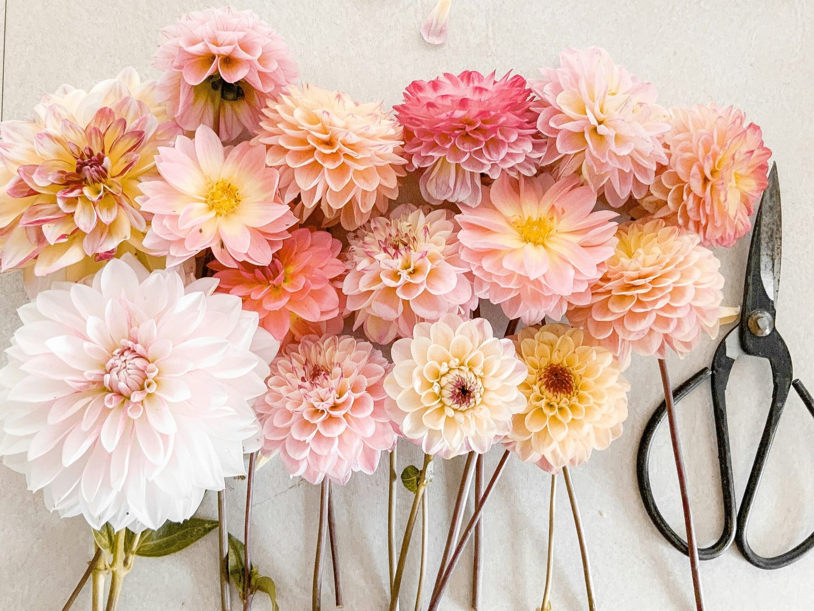Freshly cut pastel-colour dahlias in pink, peach, and white shades arranged on a light surface with garden scissors