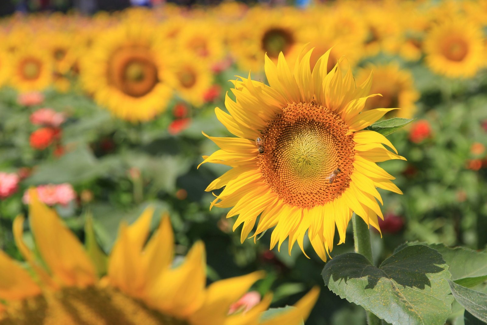 Close-up of a vibrant yellow sunflower, set in a blooming sunflower field under bright sunlight