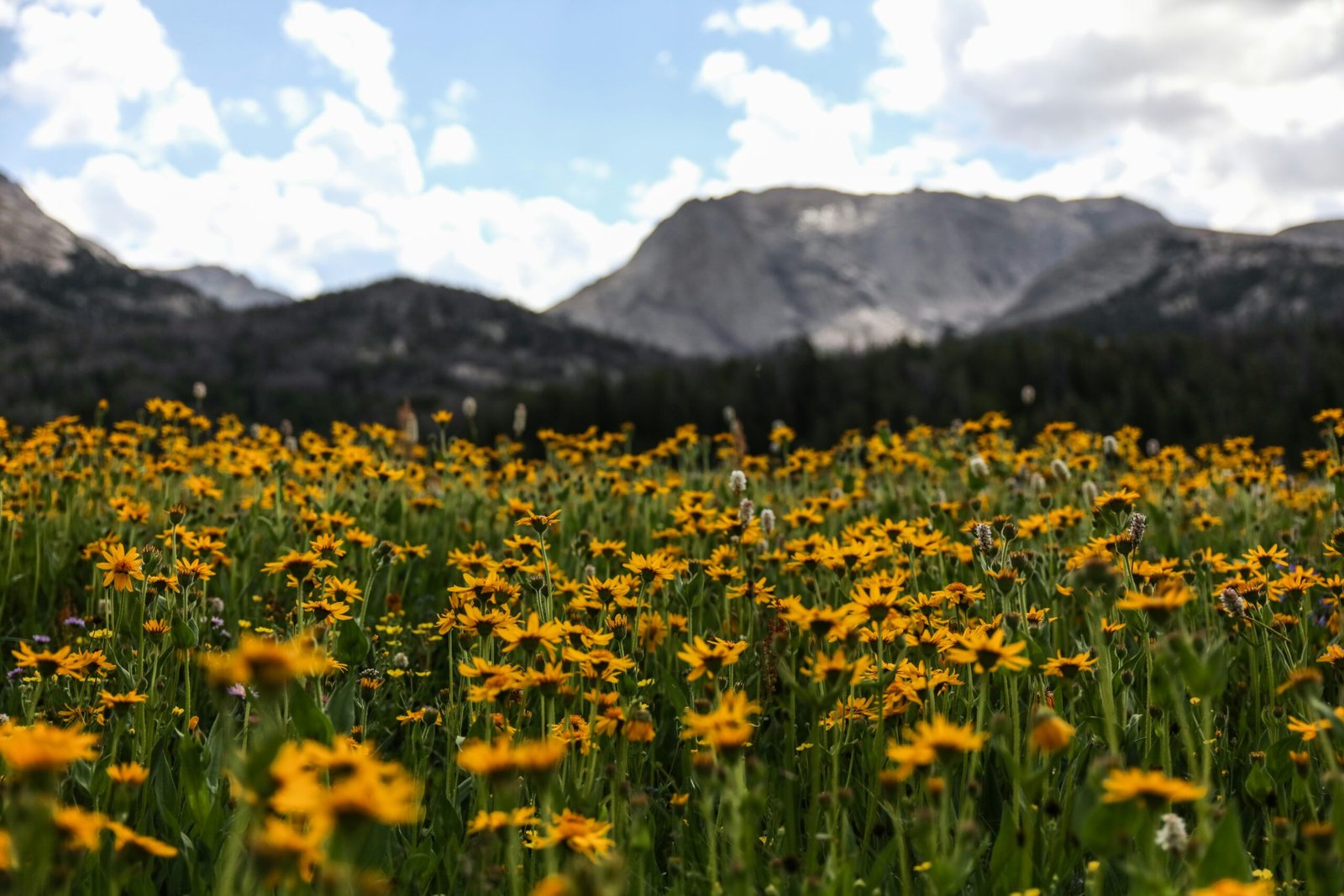 Field of bright yellow wildflowers with mountains and a partly cloudy sky in the background