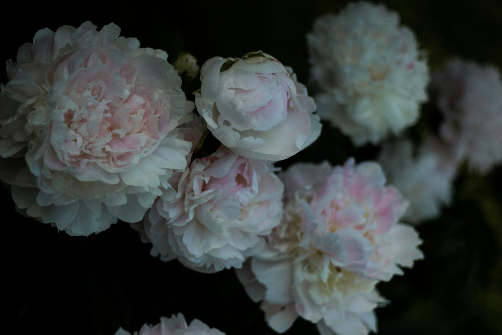 Close-up of delicate pale pink peonies blooming against a dark leafy background