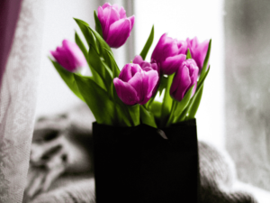 Bouquet of purple tulips in a black vase placed near a window with soft light coming through.