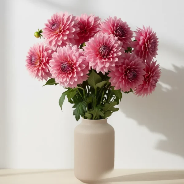 Pink Dahlias in a vase