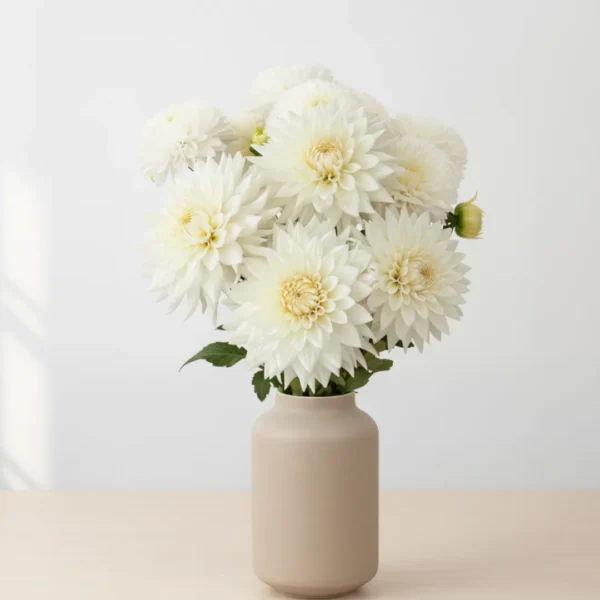 Whit Dahlias wrapped and held in hands by a girl