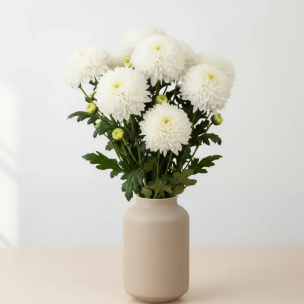 White Disbuds Chrsyanthemums in a vase