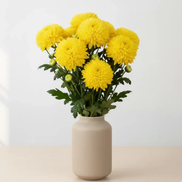 Yellow Disbuds Chrsyanthemums in a vase