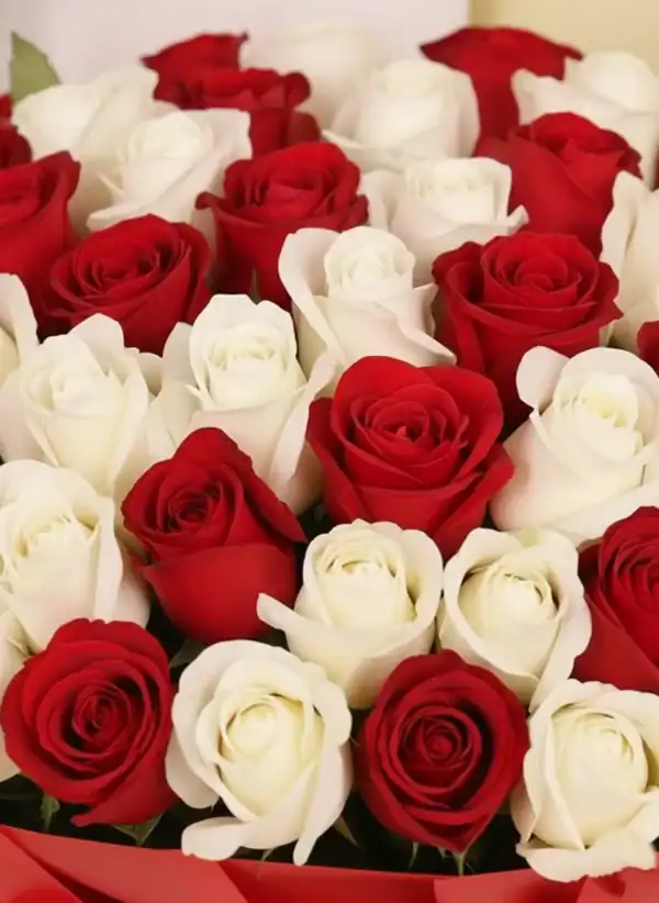 Beautiful 100 red & white roses bouquets
