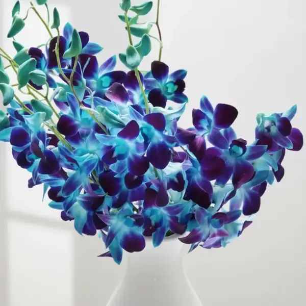 Beautiful Blue orchids