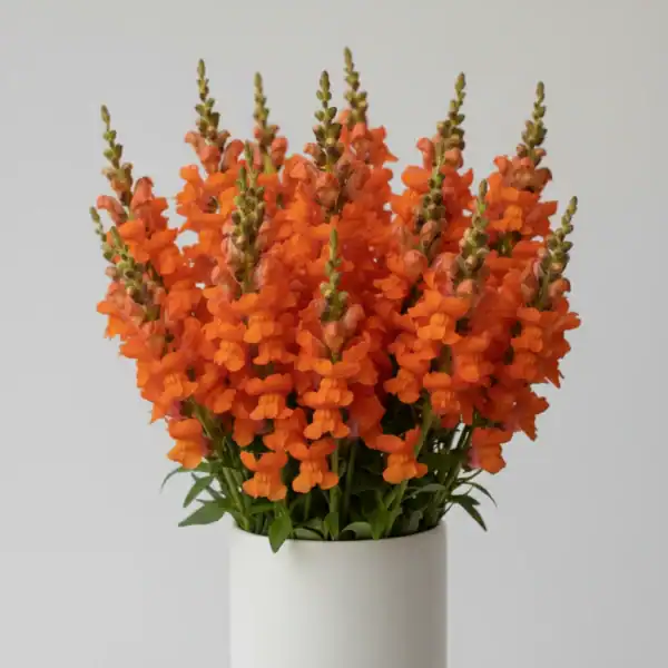 Beautiful Orange Snapdragon in a vase