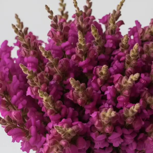 Beautiful Purple Snapdragons