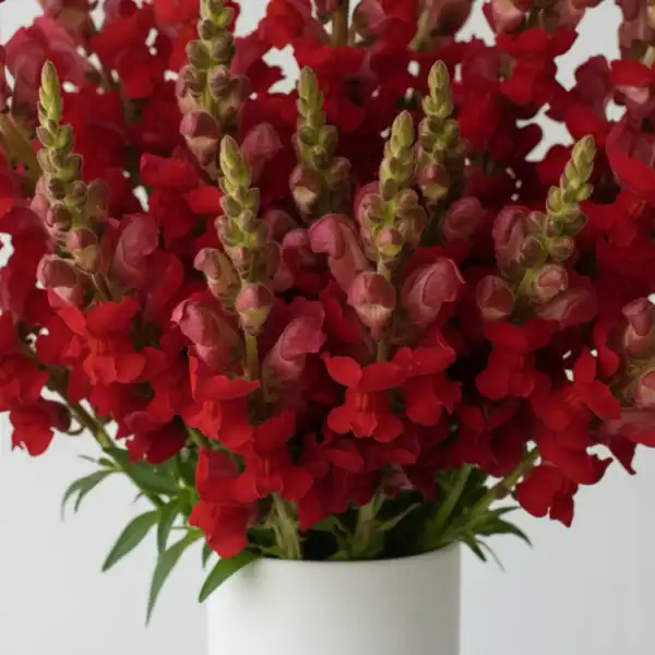 Beautiful Red Snapdragon flowers