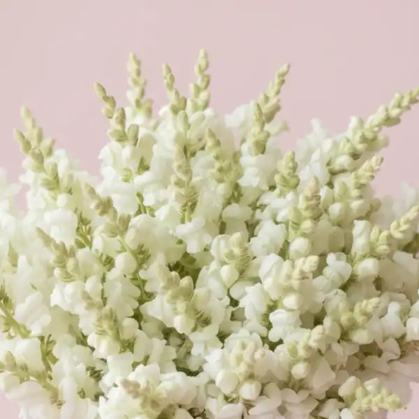 Beautiful White Snapdragon flowers