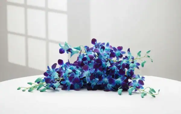 Blue orchids stems on table