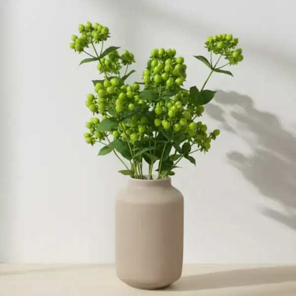 Green Hyperciums Berry in a vase