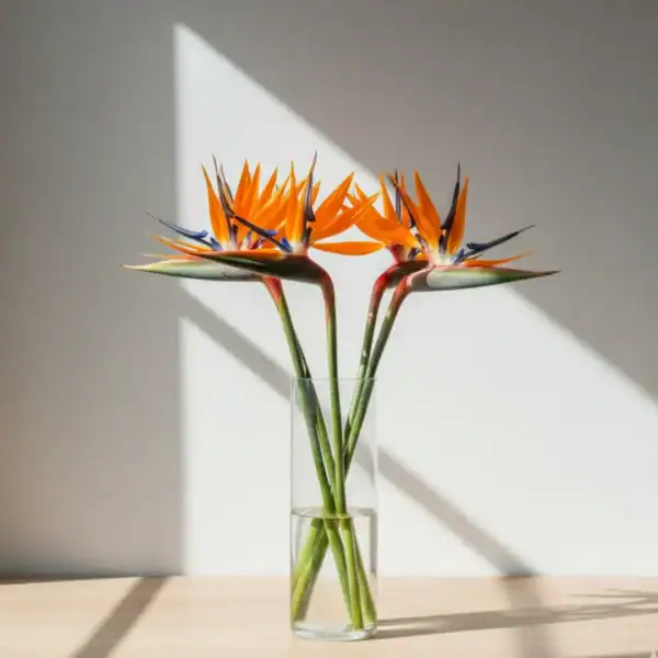 Orange Birds of Paradise in a vase