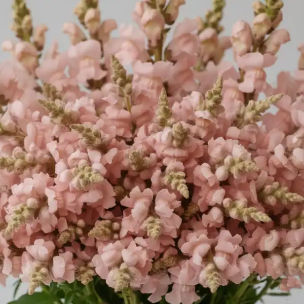 Pink Snapdragon flowers