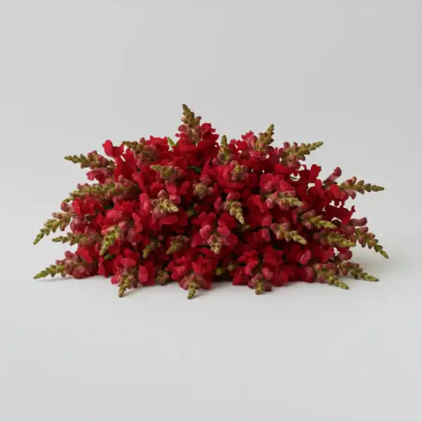 Red Snapdragon on table