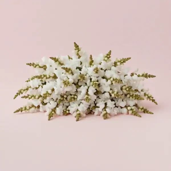 White Snapdragon on table