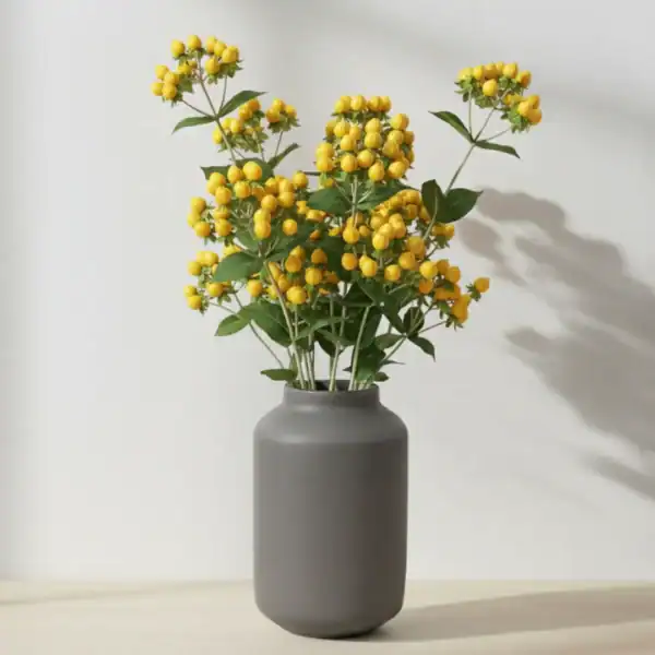 Yellow Hyperciums Berry wrapped and held in hands by a girl