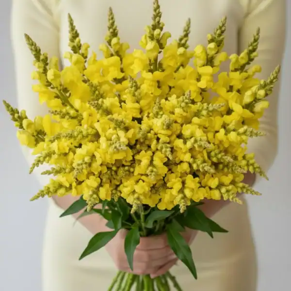 Yellow Snapdragon held in hands