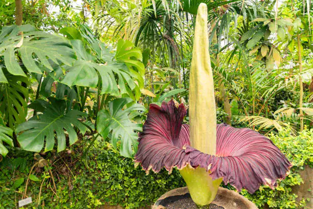 Corpse flower (Amorphophallus titanum) in full bloom, rare giant tropical flower with massive spadix and maroon petals