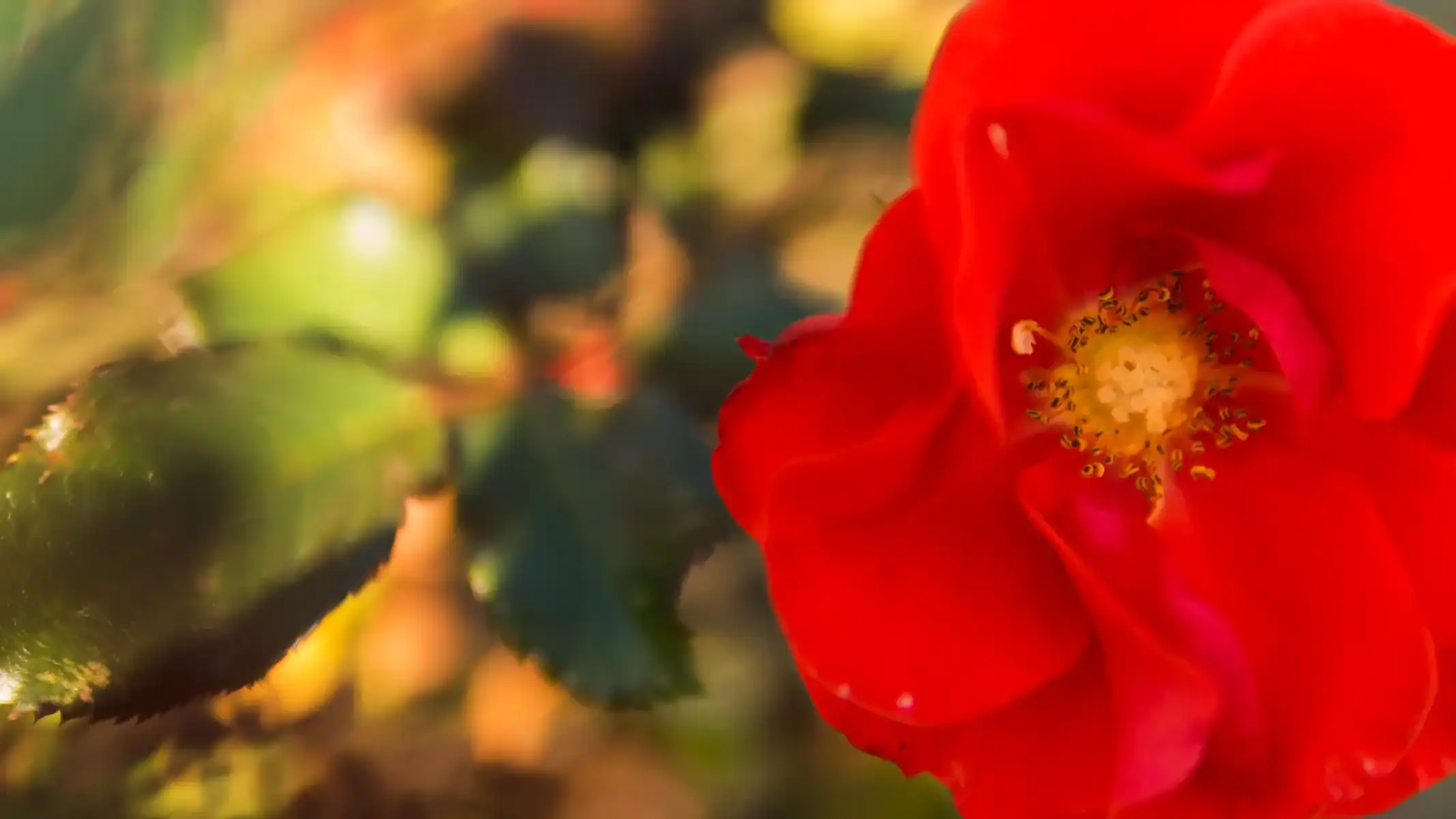 Close-up of a vibrant red rose in full bloom with warm sunlight and soft green background