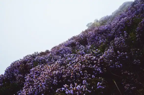 Hillside covered with blooming Neelakurinji flowers, rare purple wildflower landscape in full bloom