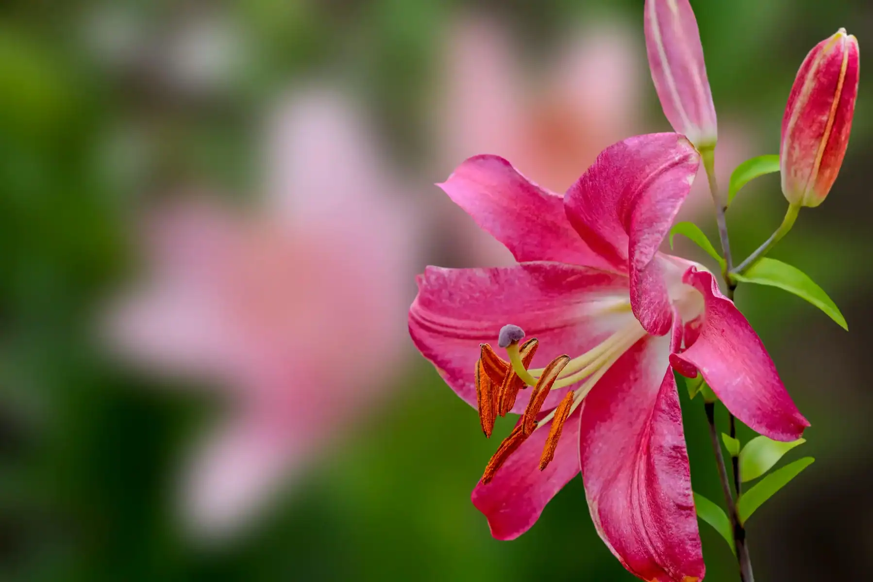 Pink oriental lily flower in full bloom, large fragrant lily blossom, big garden flower close-up, luxury floral photography