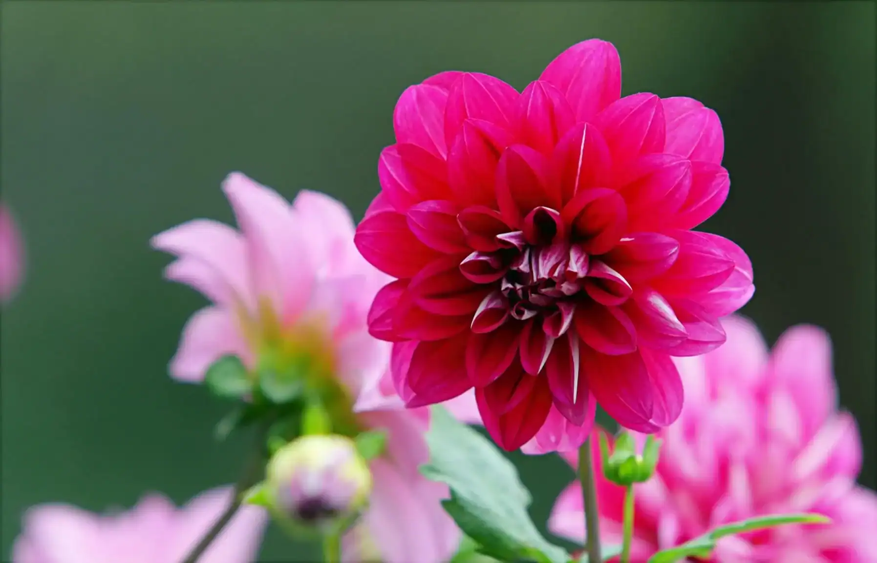 Dinner plate dahlia with large pink bloom in a garden, extra-large flowering plant with vibrant petals, giant garden flower close-up