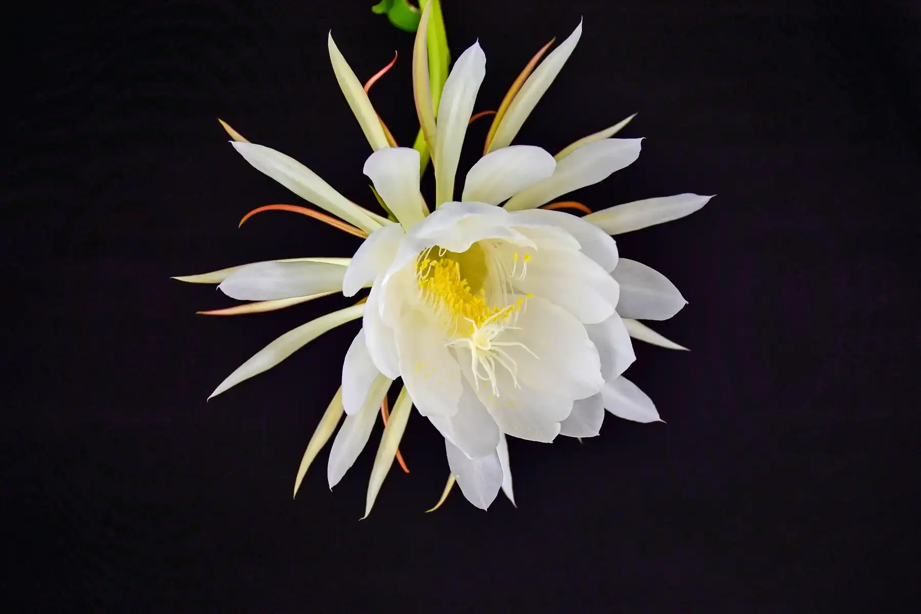 Queen of the Night flower in full bloom, rare night-blooming cereus with large white petals on black background