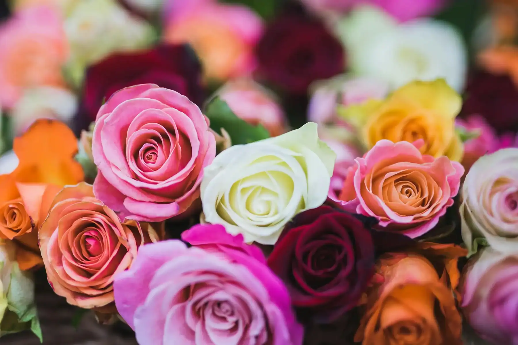 Close-up of fresh multicolor roses in pink, peach, white, and red tones